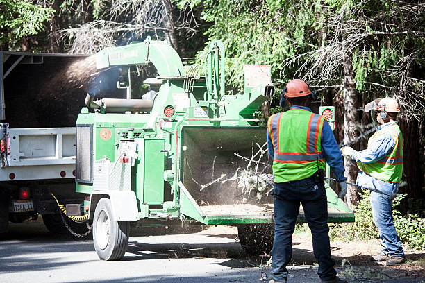 Tree and Shrub Care in Pioneer, OH